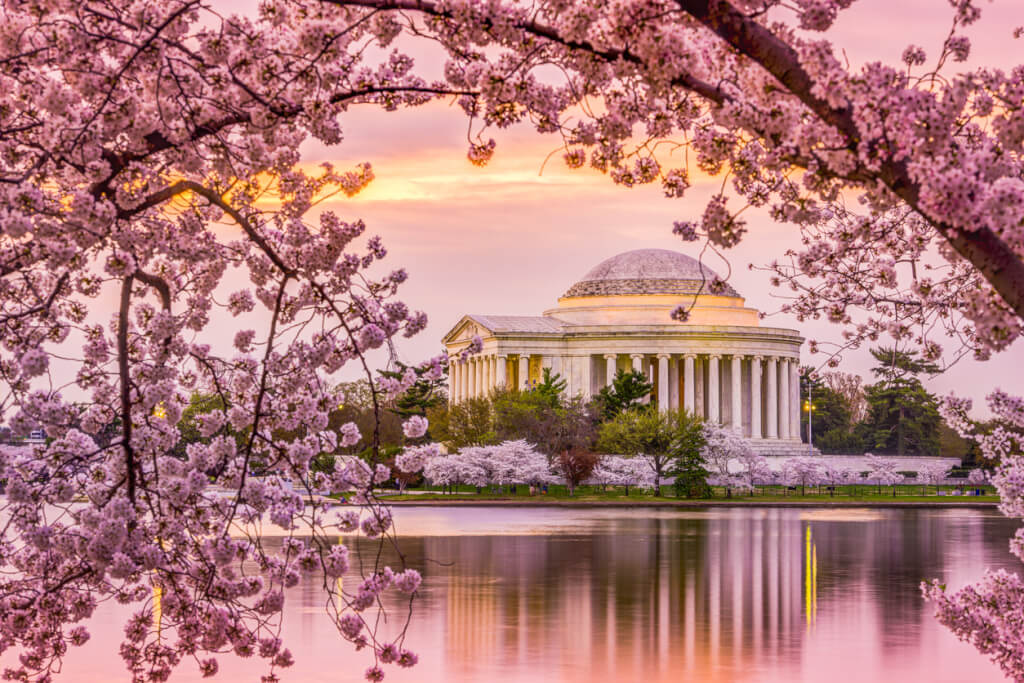 Cherry Blossom Season: Beauty and Allergies